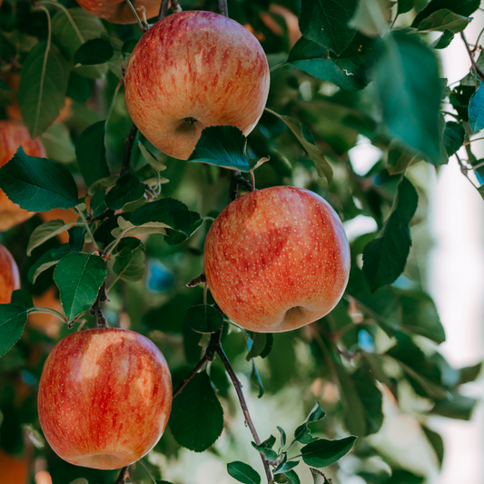 Äpple